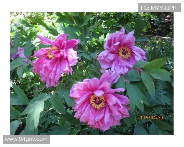 北京排球队与南京排球队的较量分析与战术总结MBA